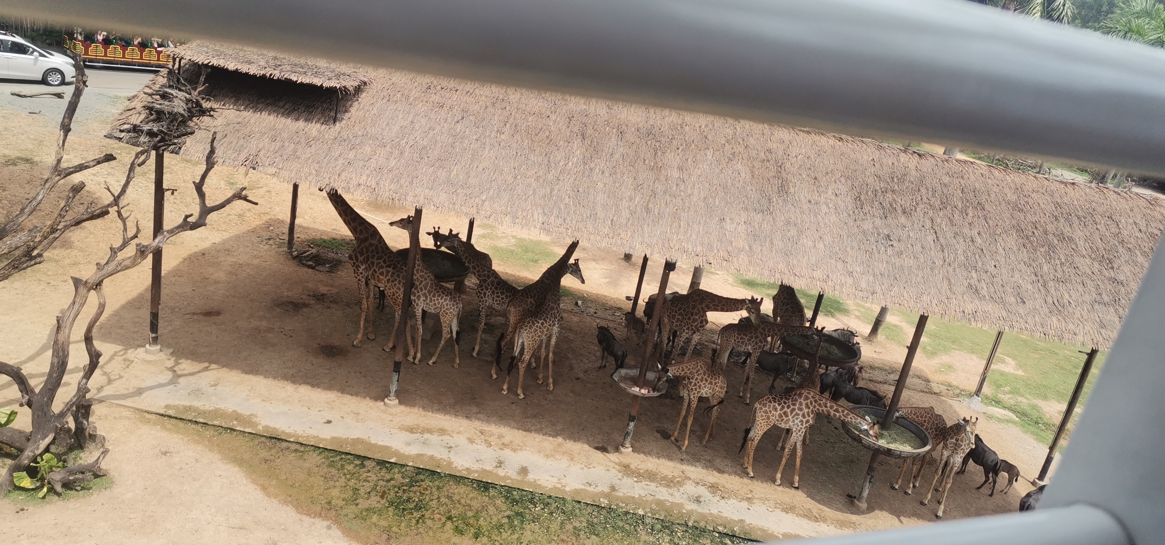 广州长隆动物园游记800字,广州长隆游记手抄报图文