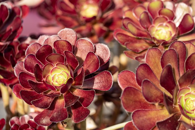 黑法师为什么不黑,黑法师为什么不长了