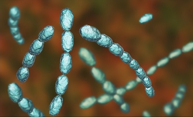 唾液酸与杜克雷嗜血杆菌周质结合蛋白之间相互作用的分子特征