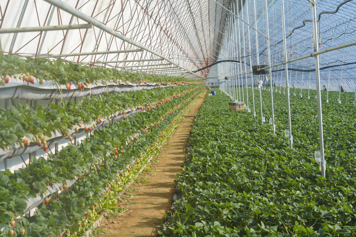 丹东99草莓有多大,丹东99草莓一斤多少个大果