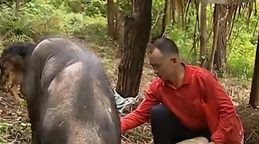 母猪生豹纹猪仔,母猪生下豹纹怪猪