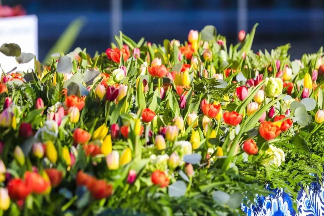 春天去哪儿玩？ABCD四条线路带你“狂飙”福田！