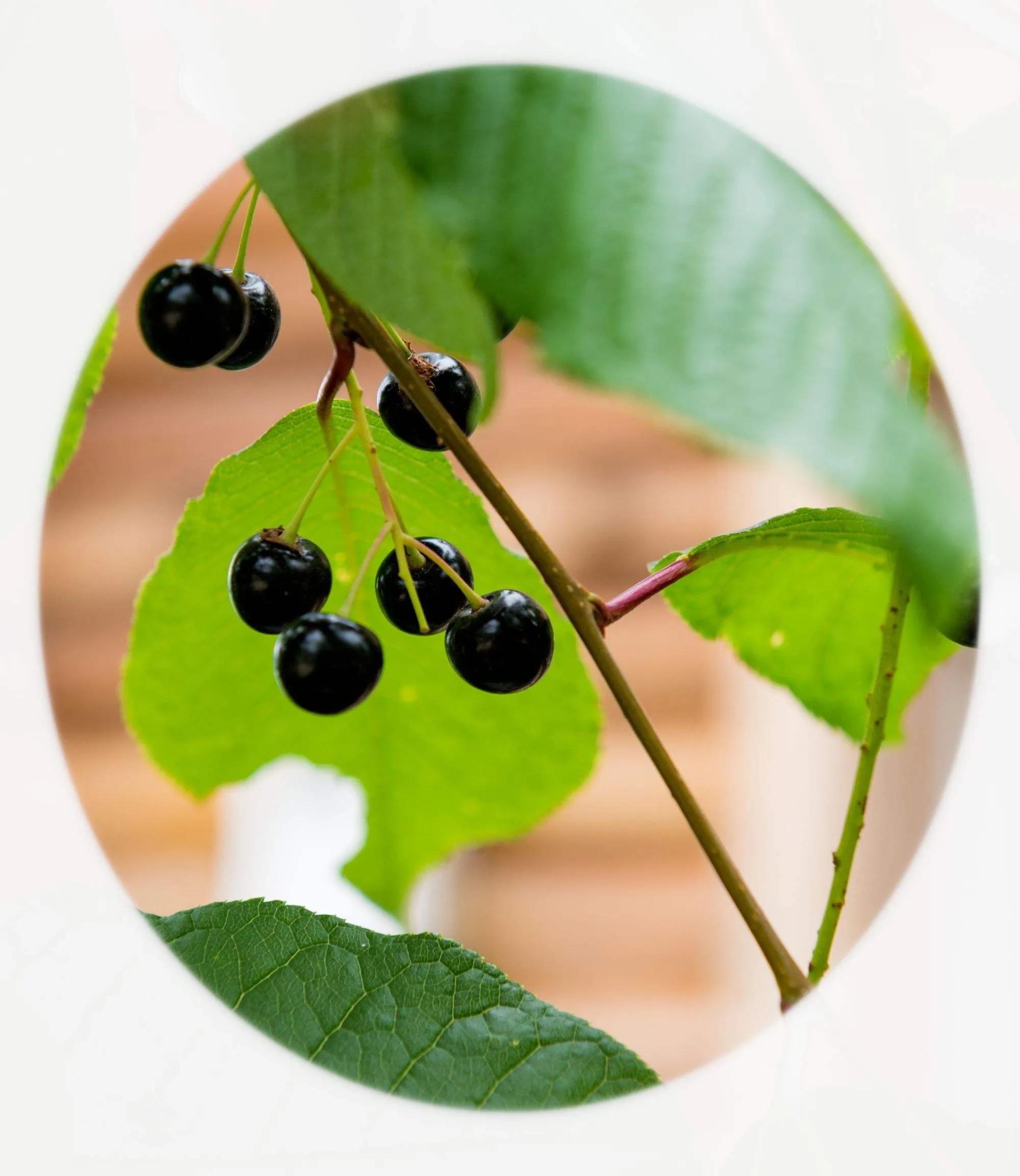 晨露午拾【38】——记忆是那几棵树：臭李子树