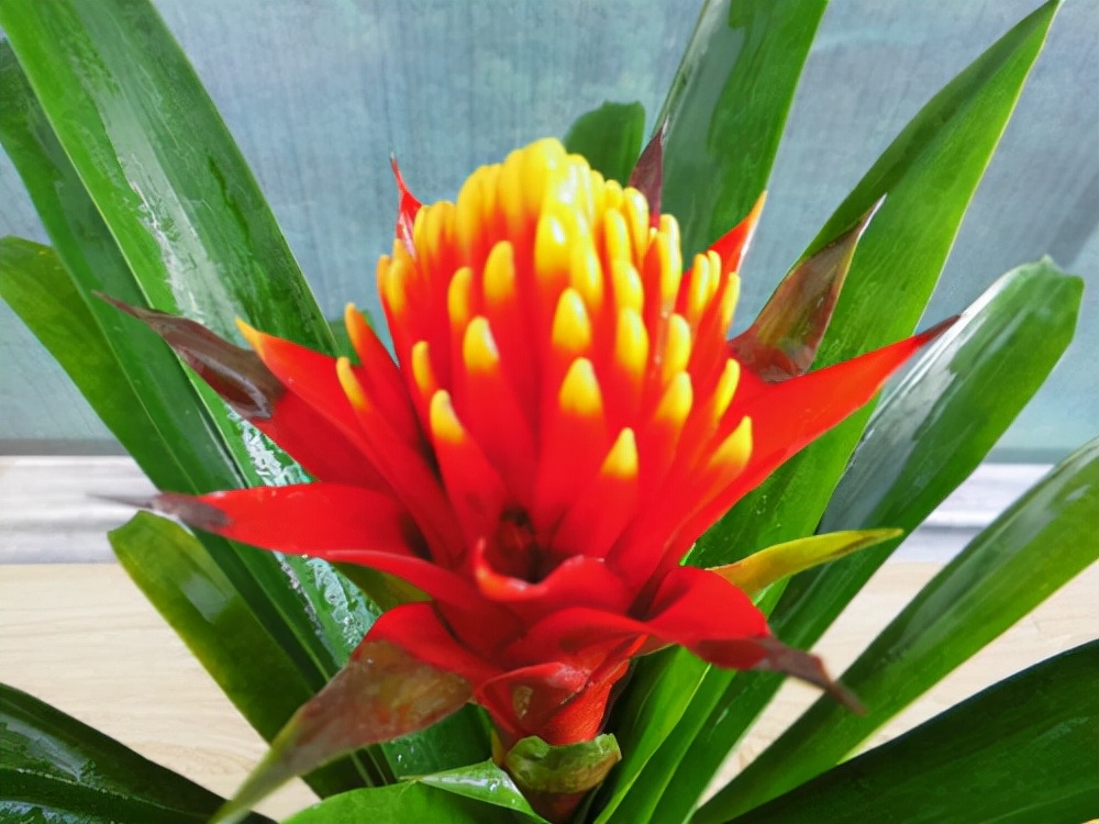 百种鲜花图片欣赏,十种最美丽的鲜花