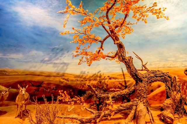 看胡杨林最佳旅行攻略,西北之冠胡杨林之旅