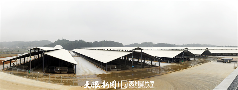 黄牛牛肉贵州,关岭黄牛有机牛肉