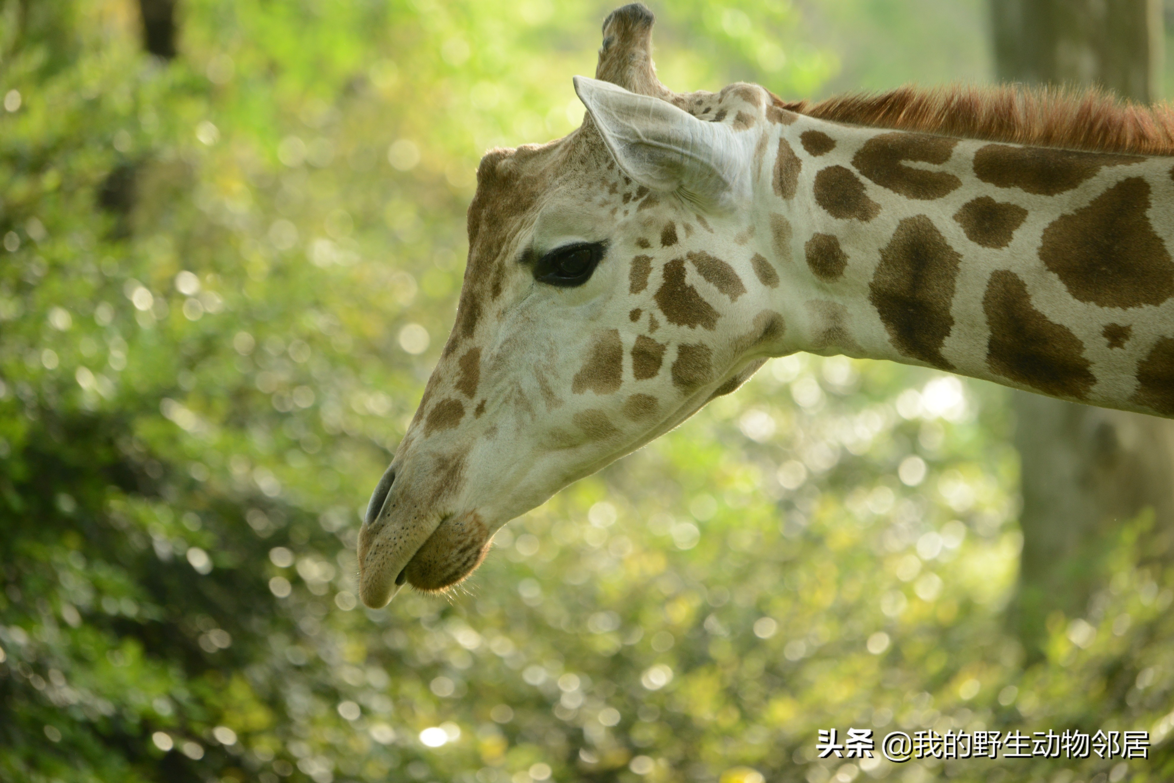 脖子长头发是怎么回事,脖子长淋巴结怎么办