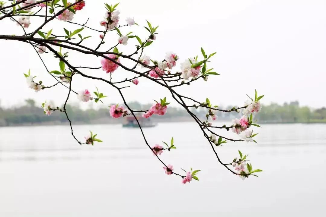 鹧鸪天陈允平拼音版,陈允平宋代