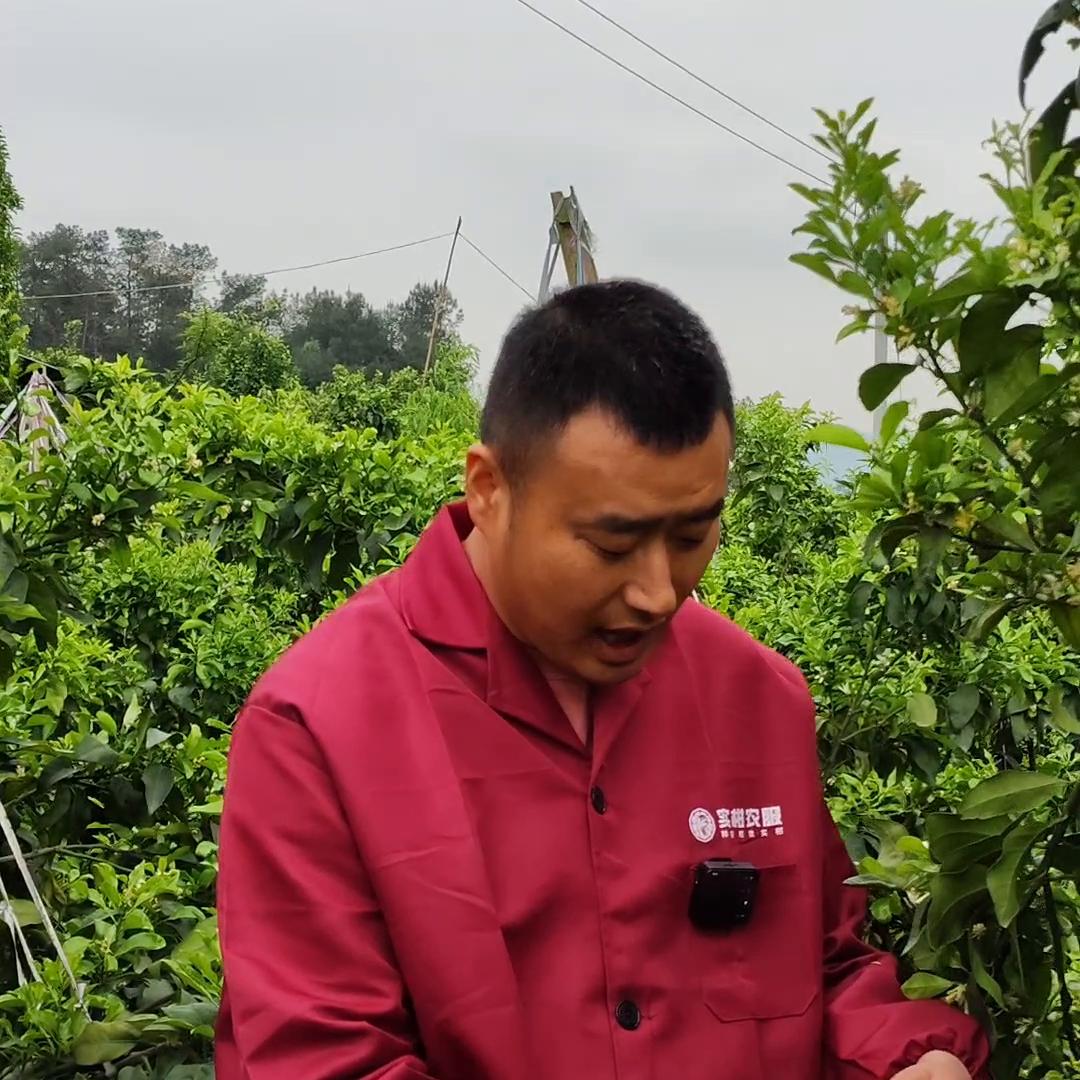 #爱媛萎缩病#爱媛的猫耳朵叶子该怎么解决