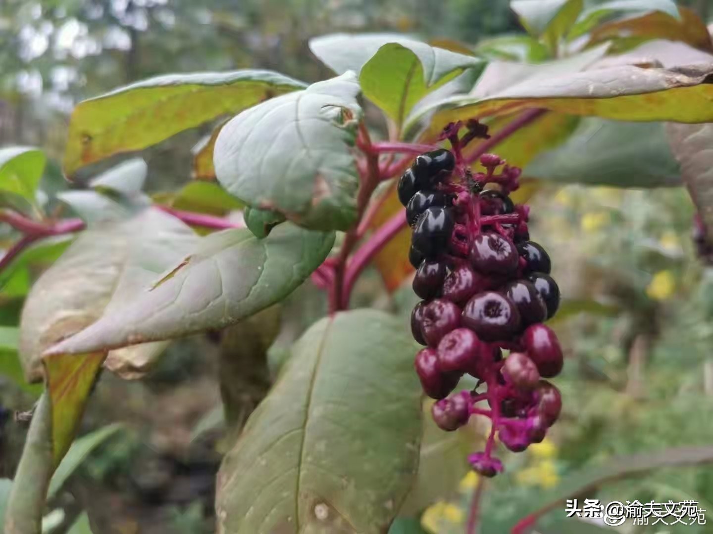 「日记里的军旅路」107:二叔的生日