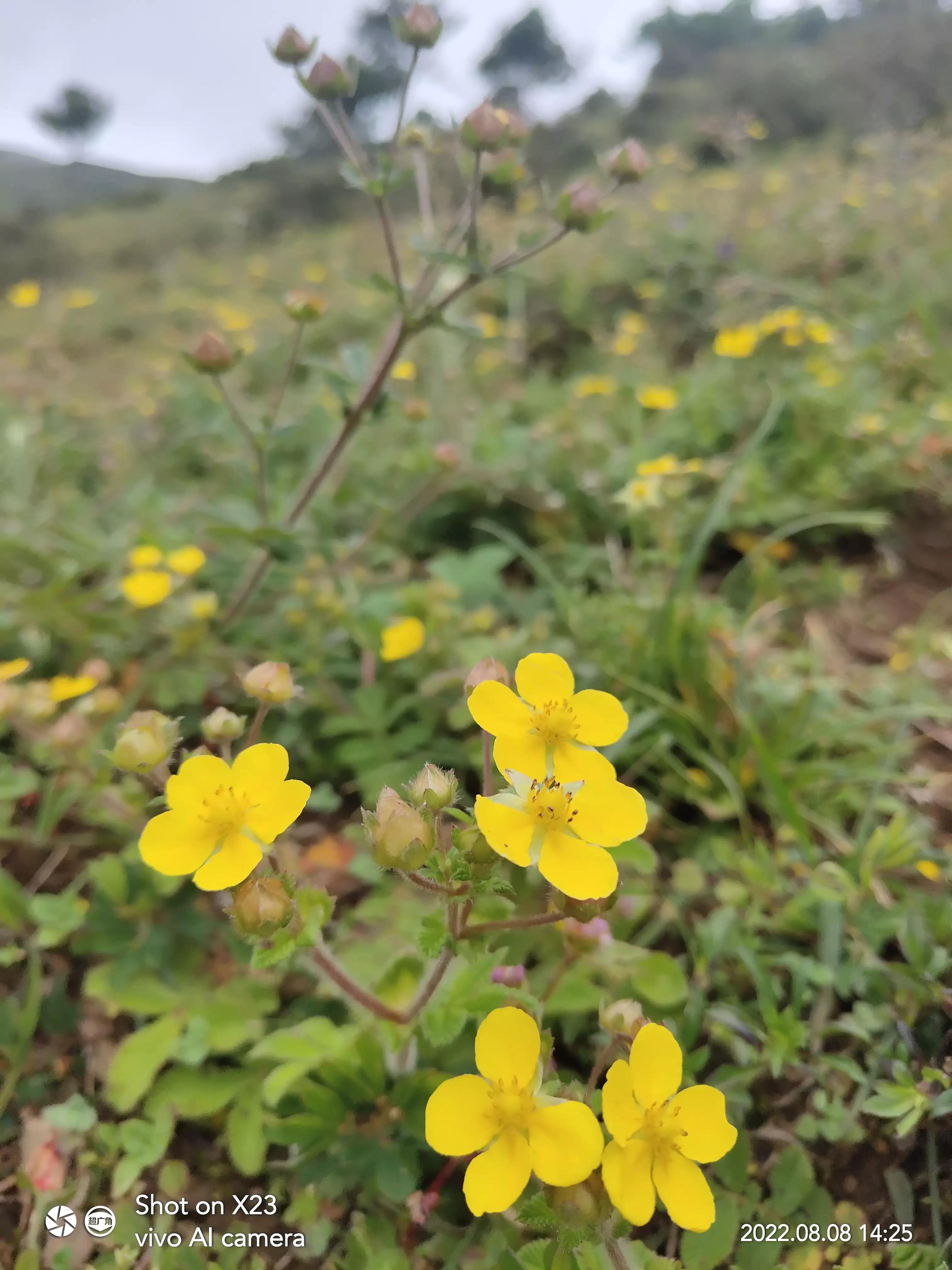 夏秋交接的时间段，景色依然灿烂