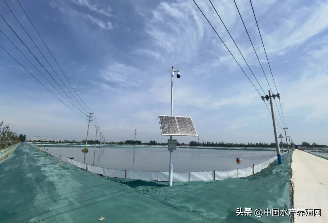 江苏螃蟹基地,探访阳澄湖螃蟹养殖区