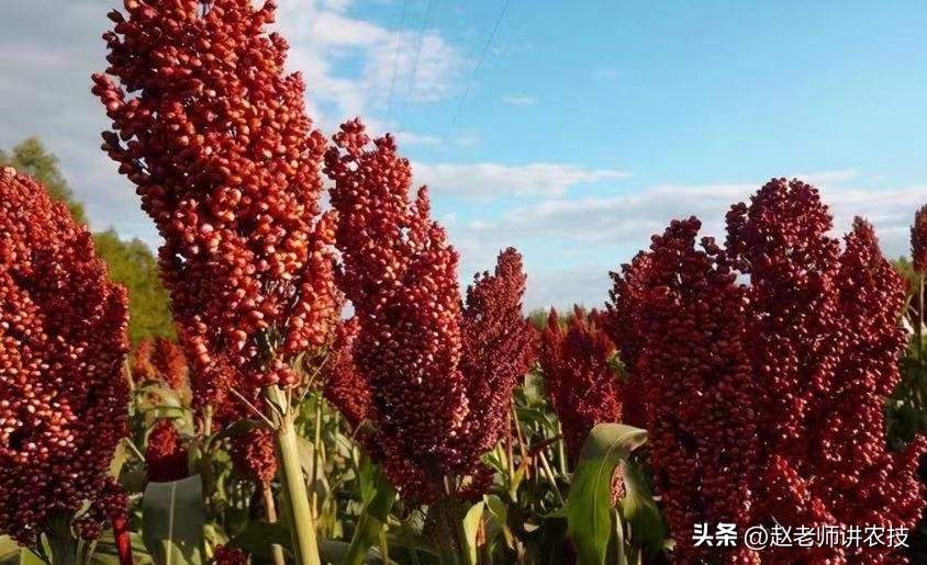 茅台酒厂如何防止员工偷喝茅台酒,茅台酒厂工人能喝多少酒