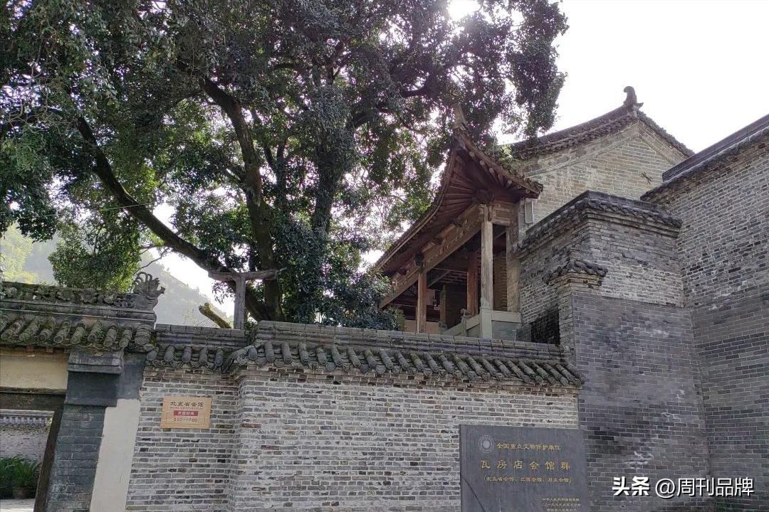 诸暨千年茶树王,走进古树茶王