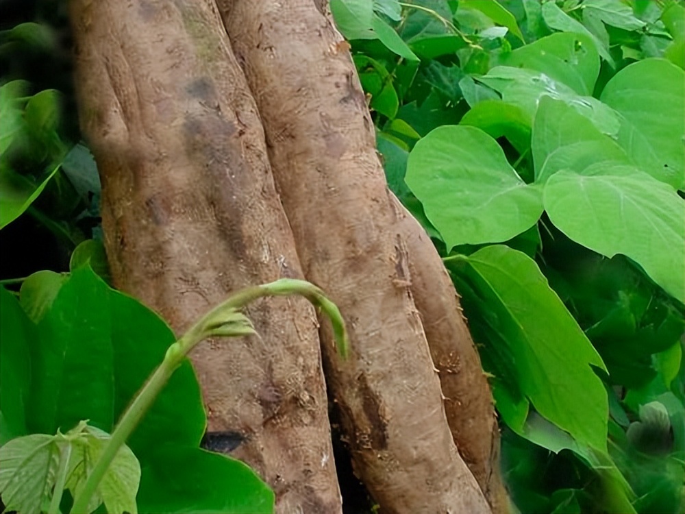 葛根泛滥成灾视频,为什么葛根可以在美国泛滥