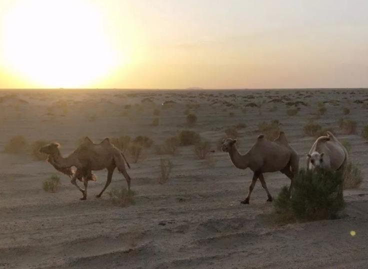 额济纳胡杨林沙漠王国,初夏的内蒙古额济纳大漠胡杨