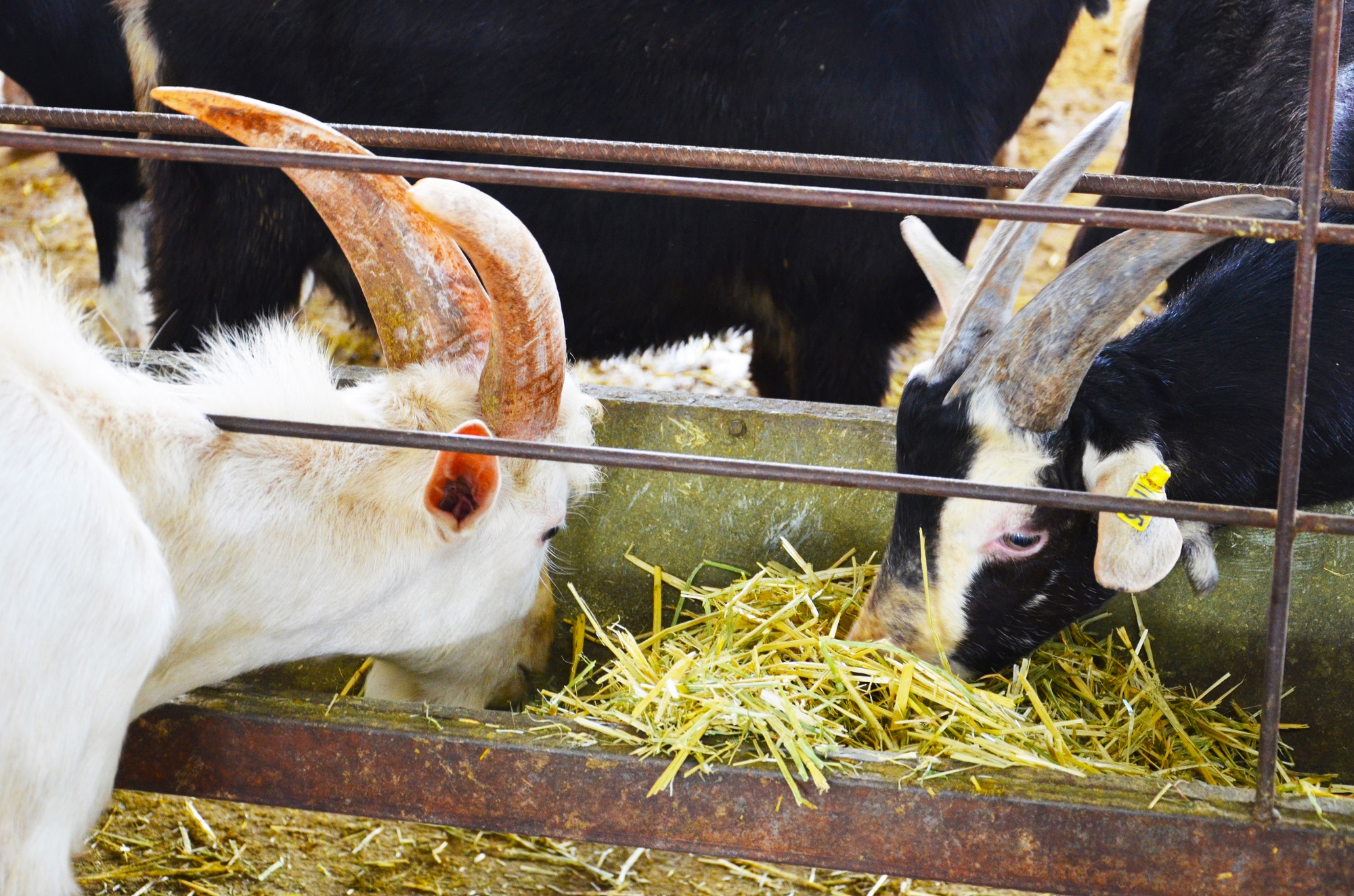 什么羊奶粉好婴儿,什么羊奶粉好营养全面性价比高