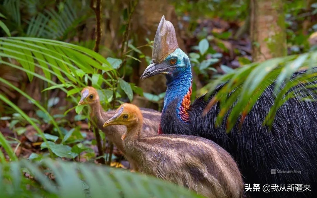 新疆哈密翼龙,天山哈密翼龙