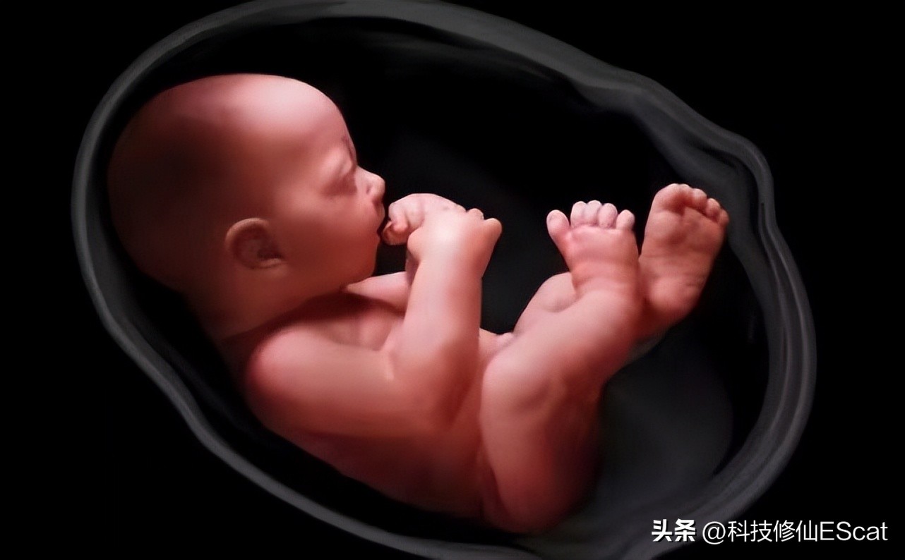 无需精子卵子，子宫，首个人造小鼠胚胎问世！自然繁衍能否淘汰？