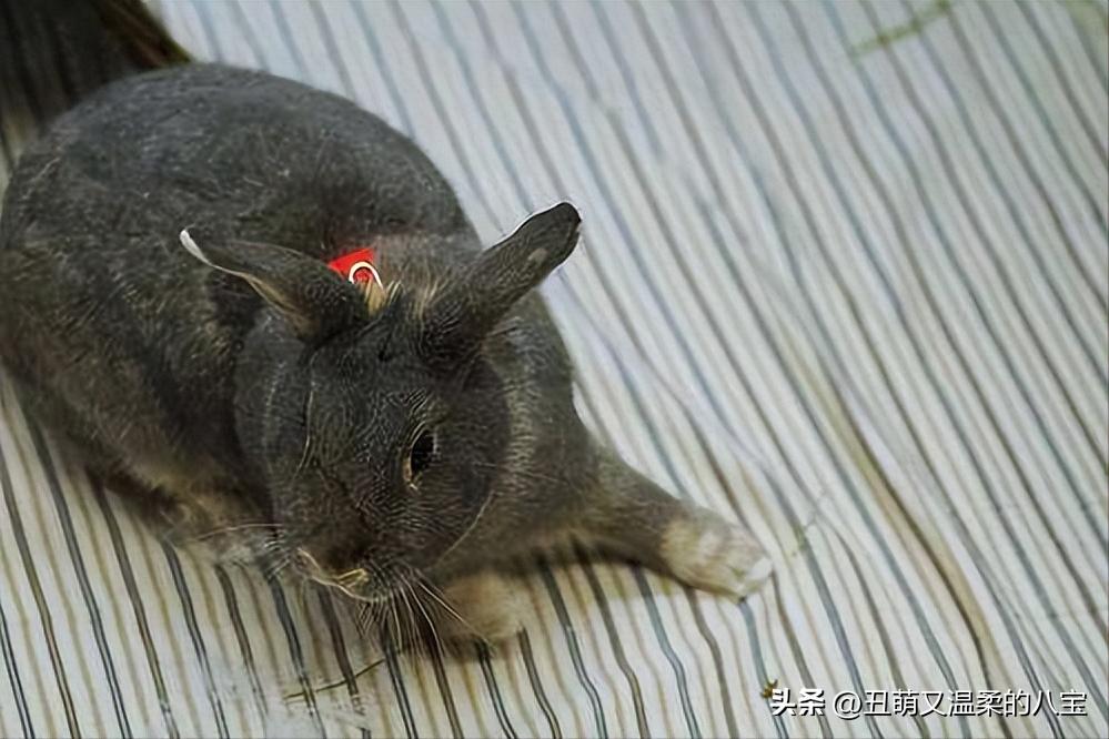 兔子感冒大概几天会死,兔子感冒一个星期