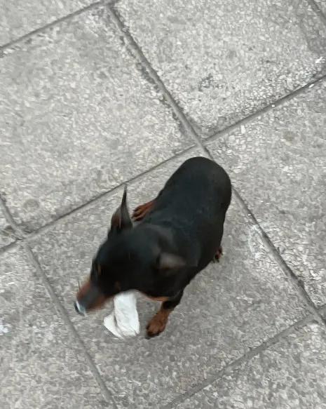 医院怎么给狗狗治疗骨折,如何治狗骨折