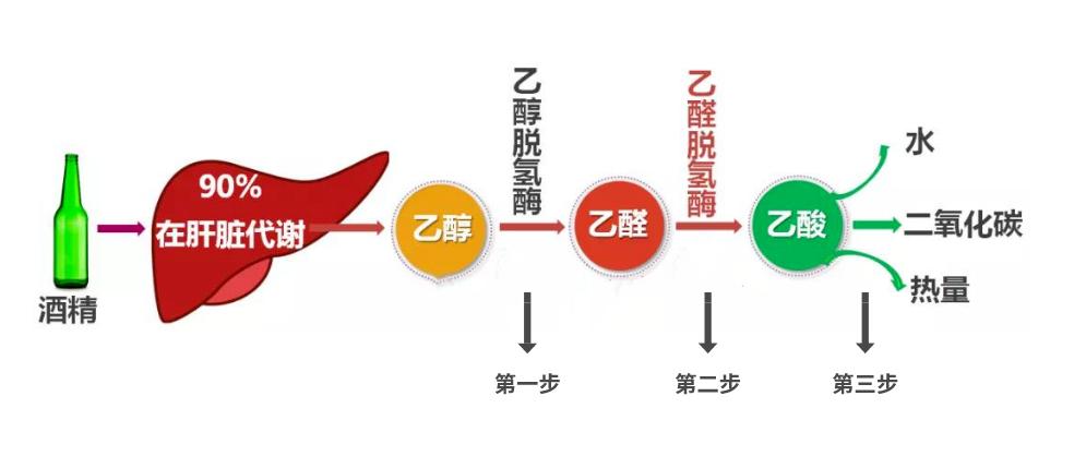 蜂蜜浓茶解酒的方法,蜂蜜能解酒六大妙招助你解酒