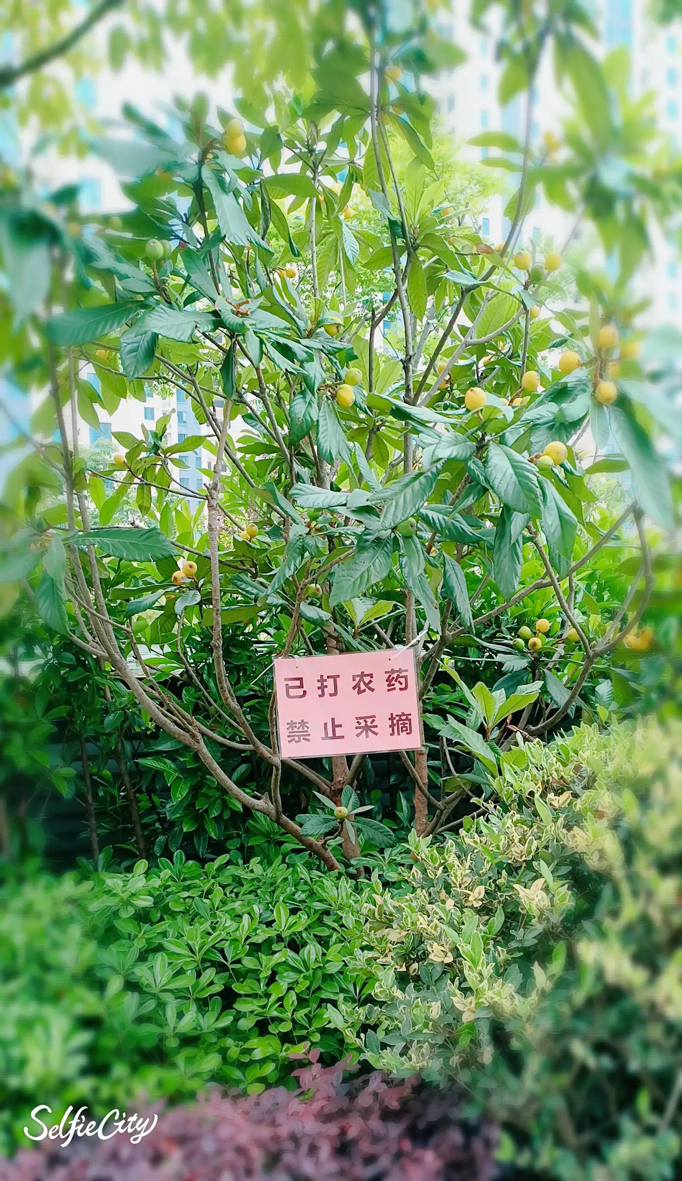 五月枇杷灿灿黄,五月份什么枇杷好吃