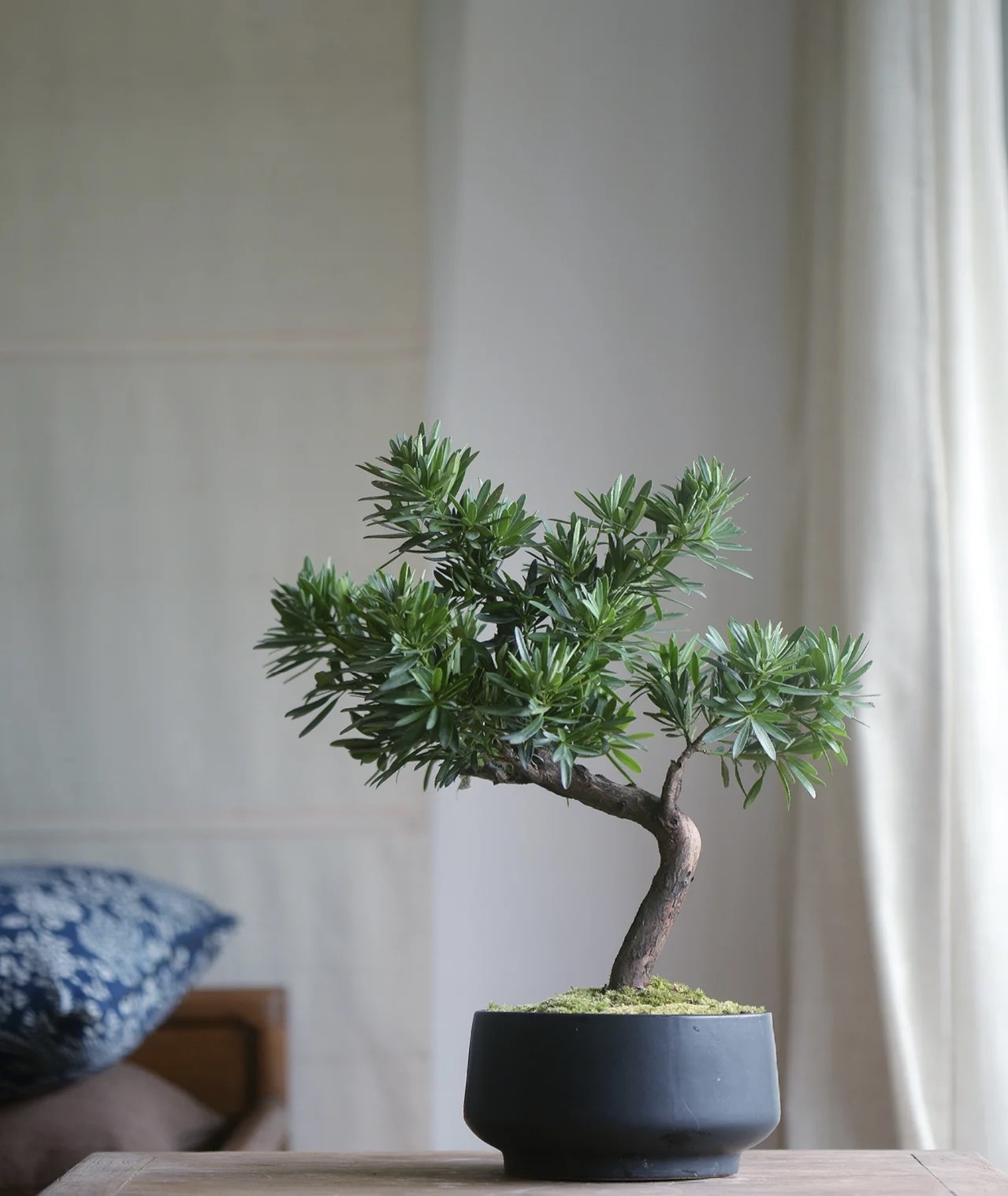 办公室书桌摆什么花好风水,办公室摆旺事业植物最好