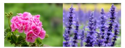 小心，这些家里常见的东西气味对猫有毒