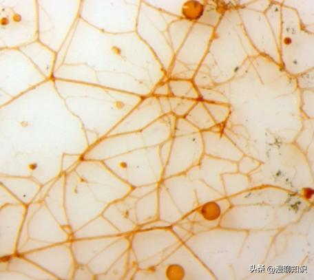 丛枝菌根真菌介绍,丛枝菌根对植物的影响