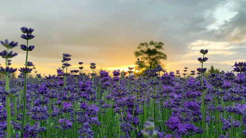 伊犁河谷薰衣草基地,伊犁河谷薰衣草自然条件