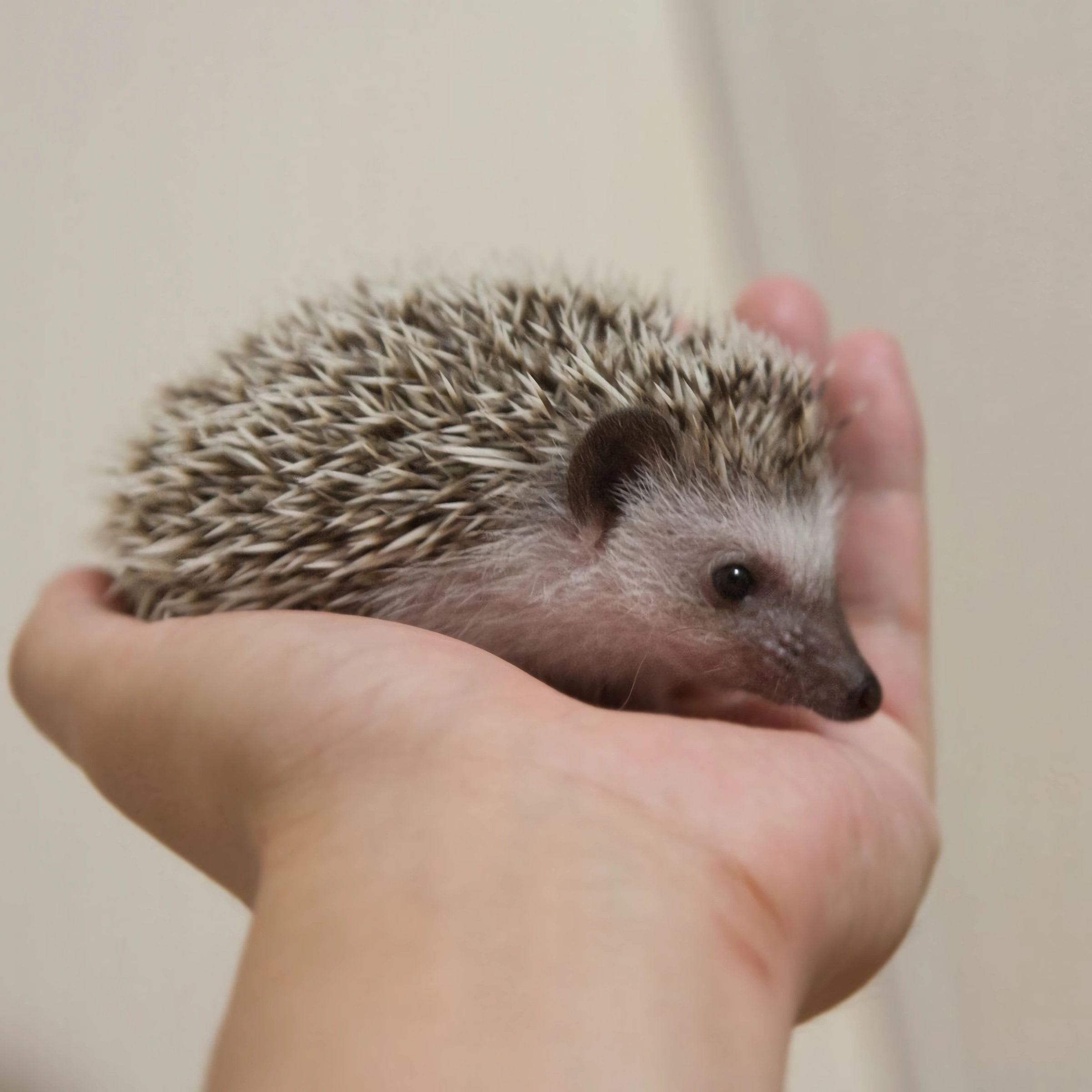 迷你世界探索宠物隐藏秘密,盘点宠物幼崽