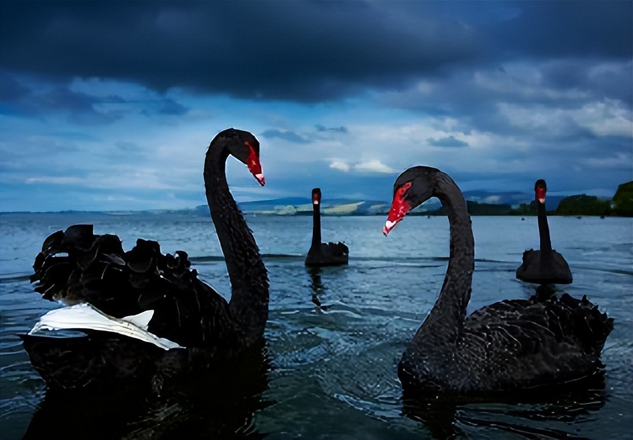 美丽的外来者：麋鹿苑中的黑天鹅