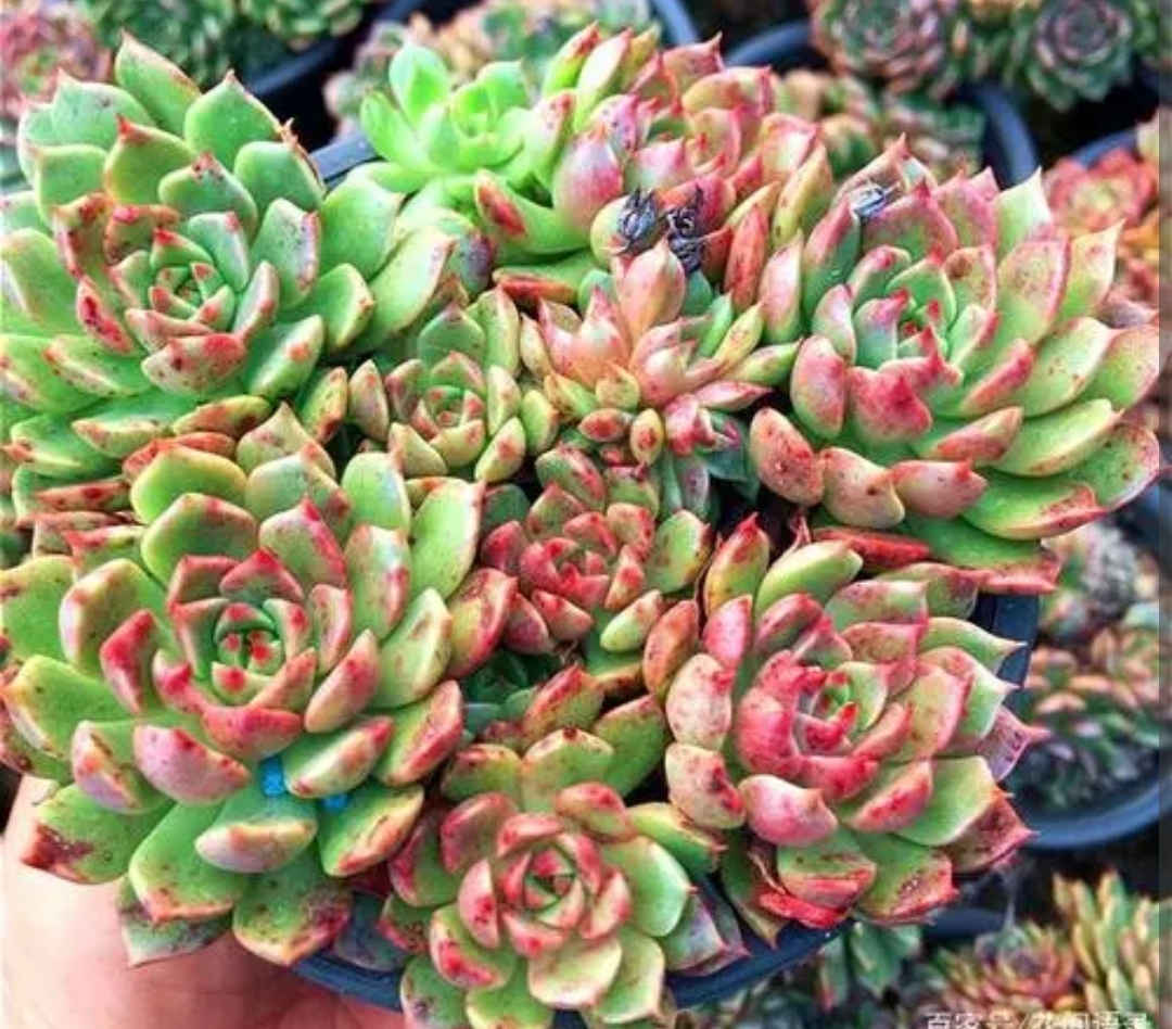 家里的多肉都开花啦,家中的多肉开花啦