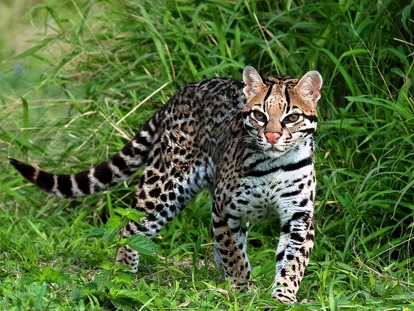 国内禁止养的四种猫,已经养了的禁养猫怎么处理