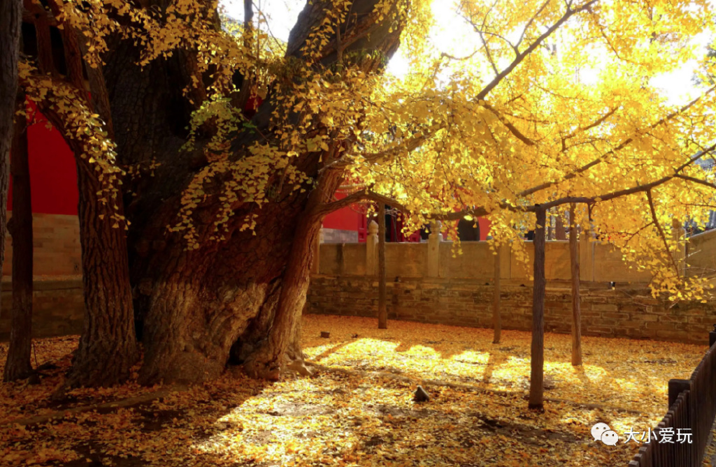 银杏最美的地方,金秋十月最美的银杏