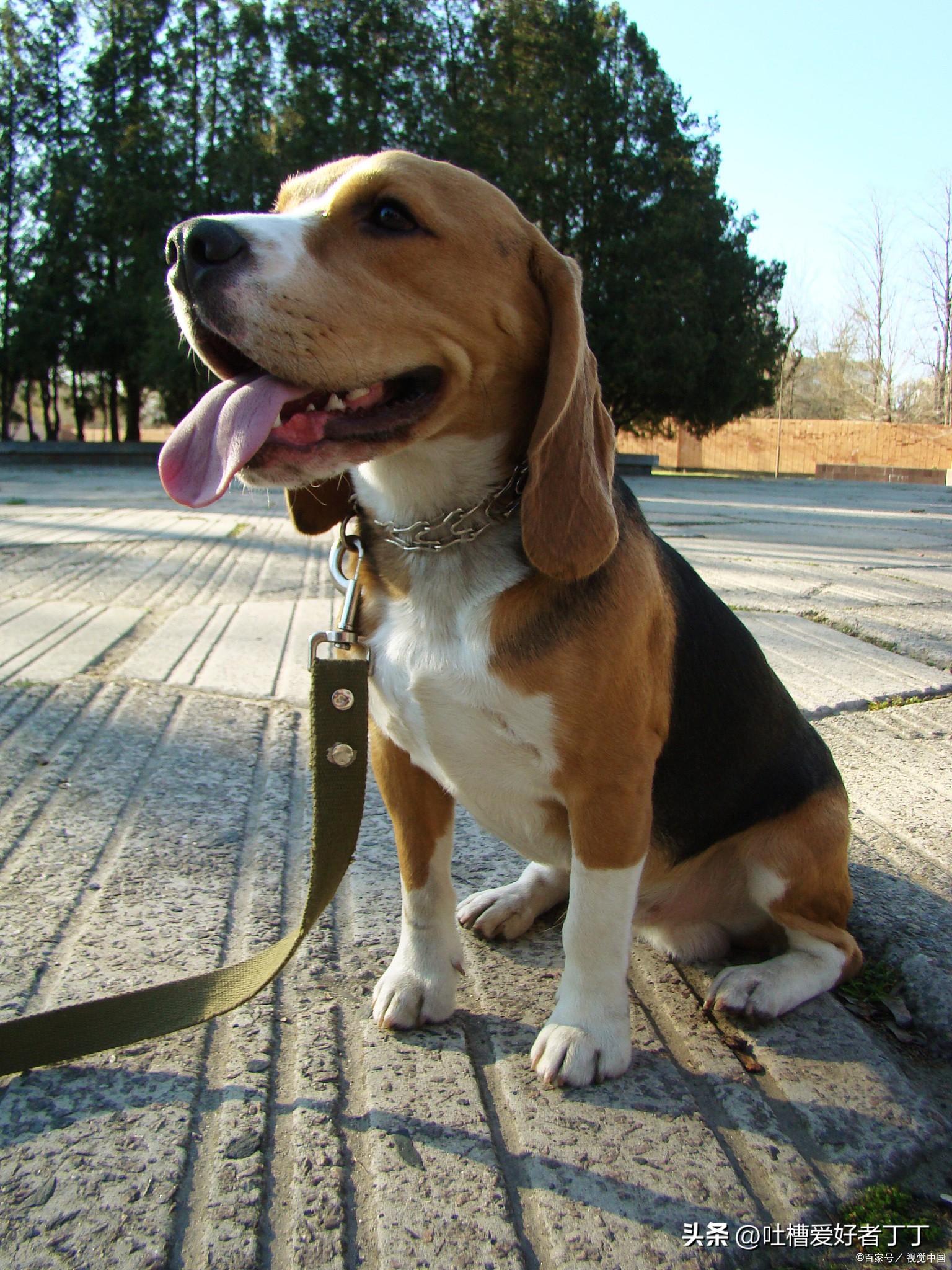 小型宠物狗品种大全,白色宠物狗小型品种