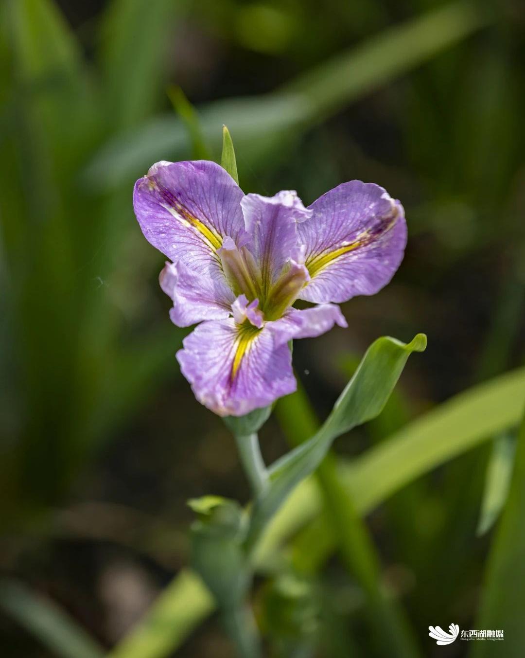 武汉东西湖奥林匹克花园,武汉东西湖碧海花园