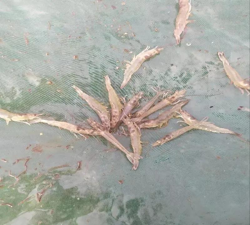 真心不错原唱完整版,真心不错完整视频