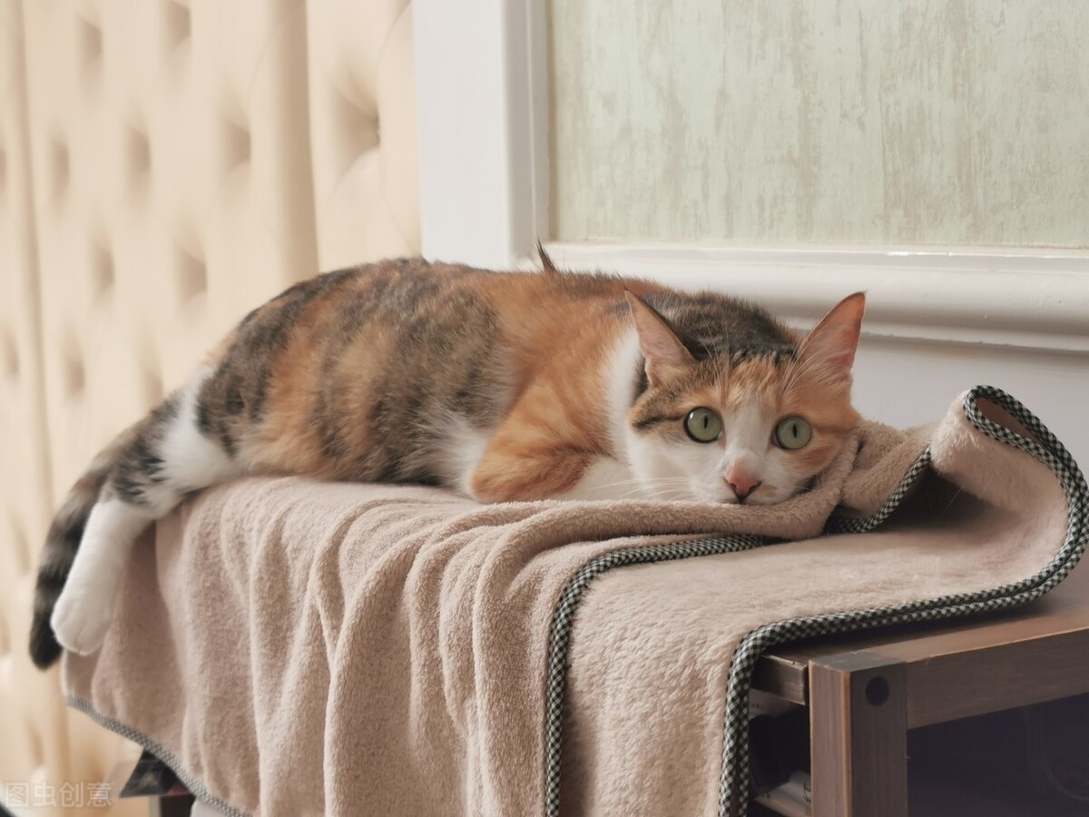 幼猫拉稀拉不出来怎么办,养宠经验猫尿不出来怎么办