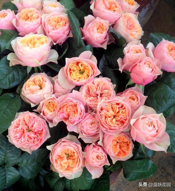 耐开耐晒的藤本月季有哪些,夏季都有哪些耐晒的月季品种