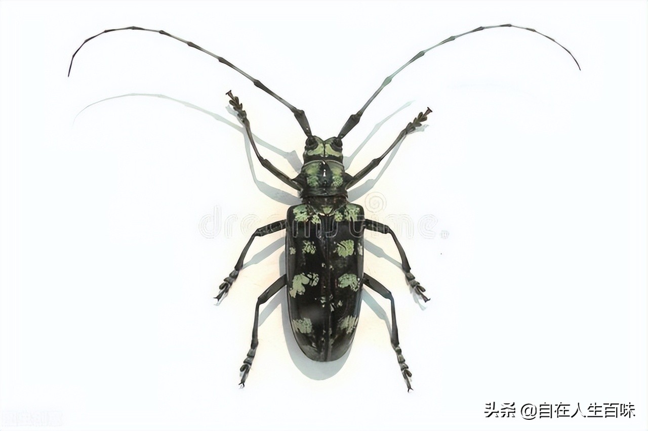 夏天常见的虫子外壳硬,农村房子里面常见的虫子有哪些