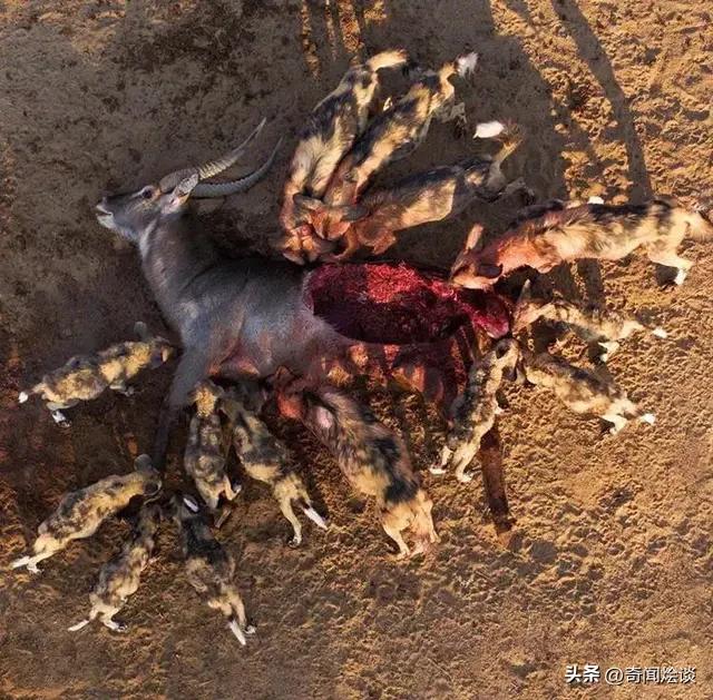 凶残的动物捕猎现场,盘点动物捕猎瞬间的迷惑行为