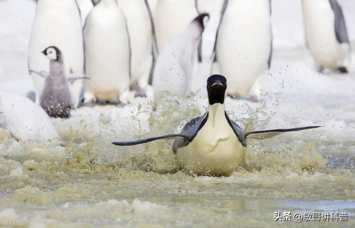 企鹅为什么只有肚子上白色的,为什么企鹅的肚子是白色的
