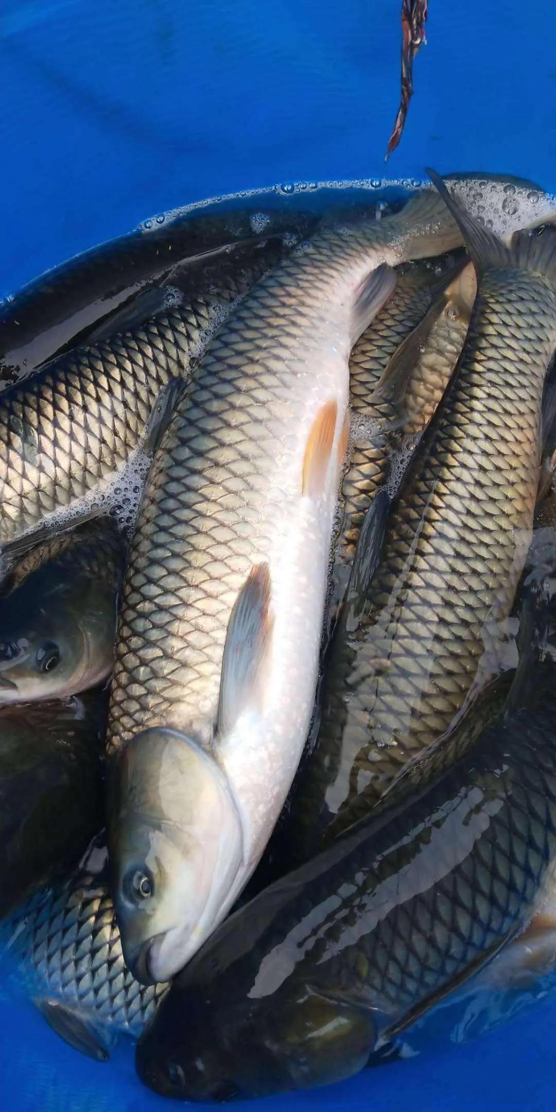 鱼类食材大全名称图片,鱼类菜谱大全100种