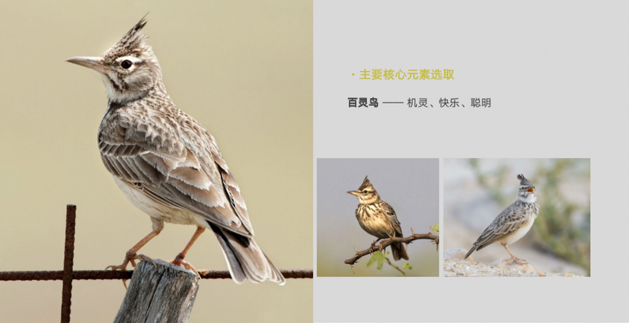 拖把品牌包装设计,如何做一个家居用品品牌