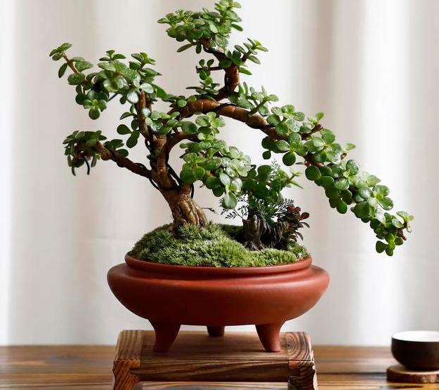 盆栽花卉的土壤变硬以后如何改变,养花小妙招盆栽土壤