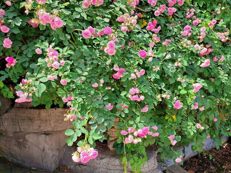 博山陶瓷70年代,博山七八十年代的陶瓷欣赏