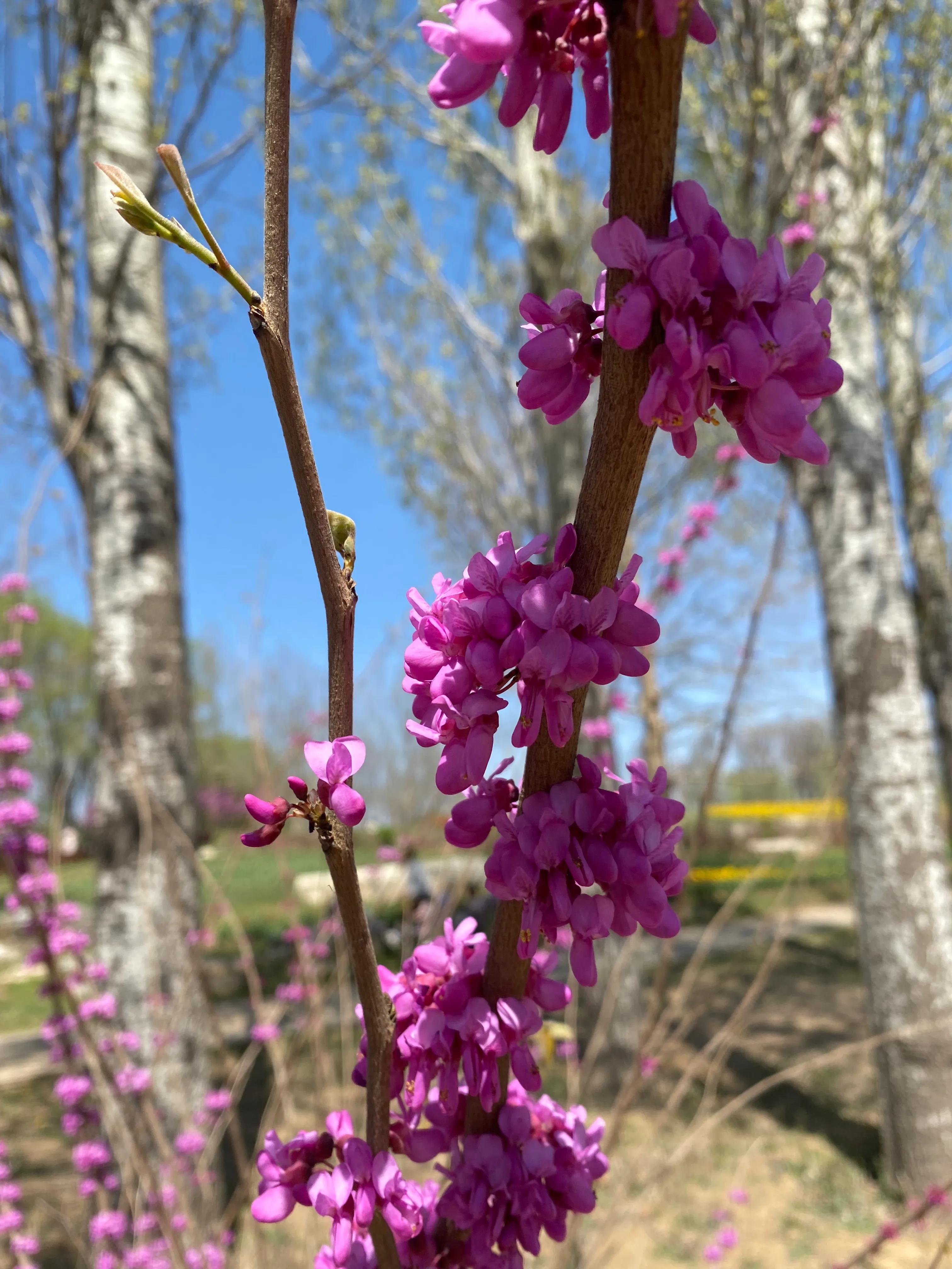 北京鲜花港郁金香节,顺义鲜花港郁金香盛开