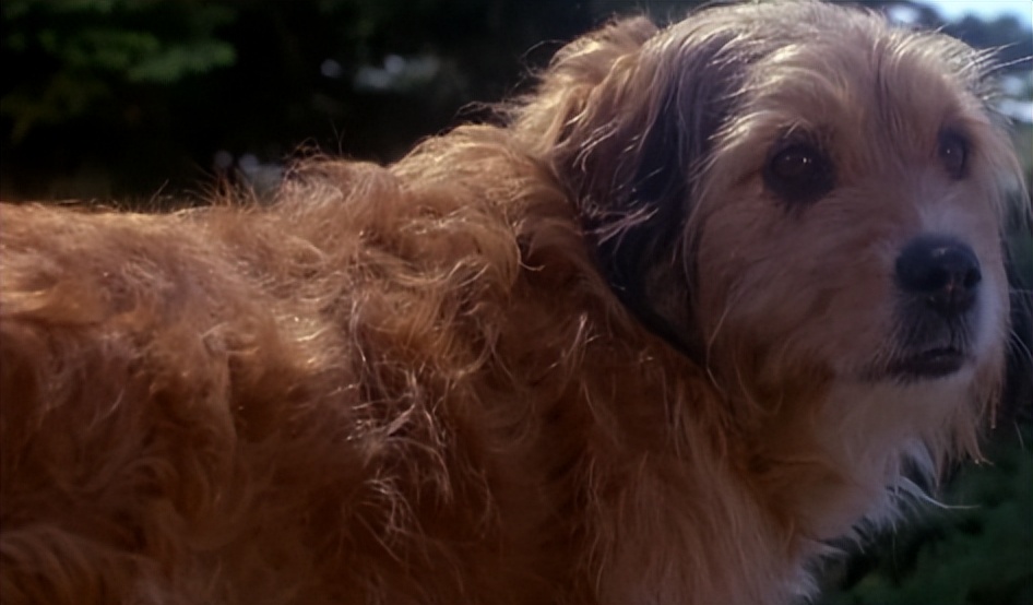 电影丛林赤子心影评,电影中的丛林赤子心